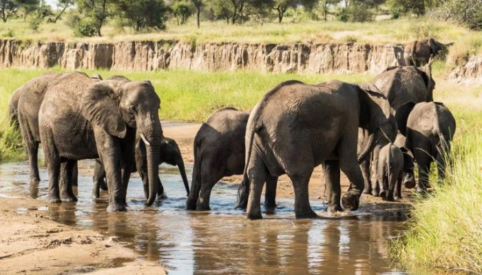 Northern Circuit Wildlife & Cultural Safari Maasai & Hadzabe Adventure from KIA . - Image 1