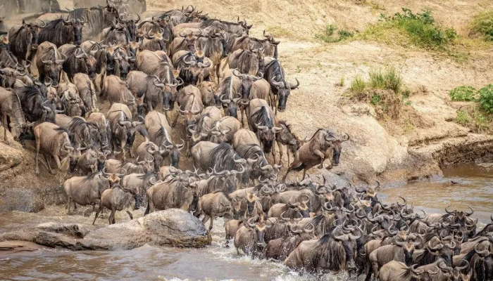 Epic Migration Safari Adventure follow the Wildebeests - Image 1