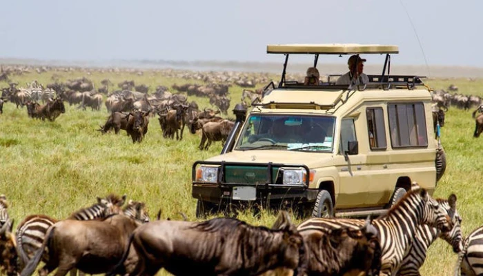 Epic Migration Safari Adventure follow the Wildebeests - Image 4