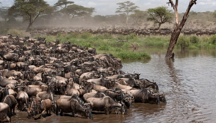 Northern Circuit Safari and Zanzibar Relaxation Adventure - Image 4