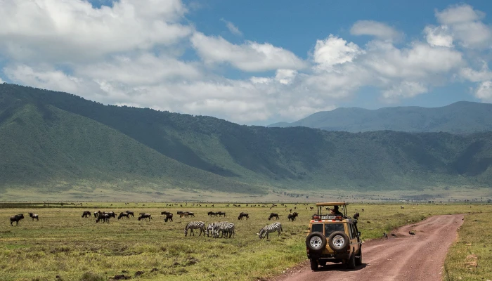 Wildebeests in Serengeti National Park