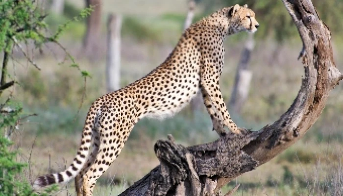 Exclusive Northern Circuit Safari, Discover Tanzania’s Untamed Beauty in Style - Image 3