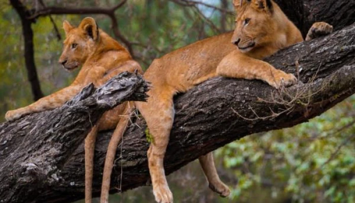 Exclusive Northern Circuit Safari, Discover Tanzania’s Untamed Beauty in Style - Image 4
