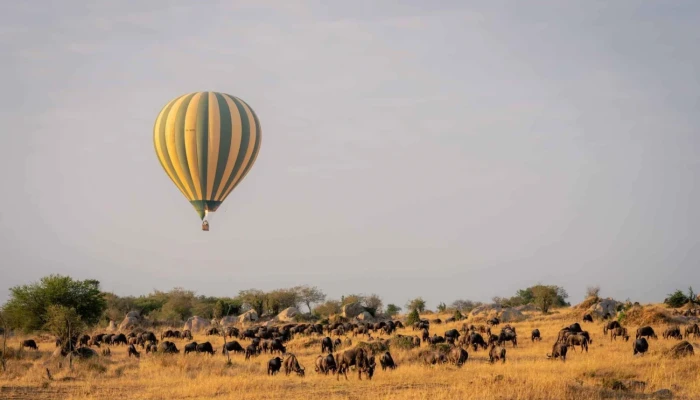 Kilimanjaro Airport 