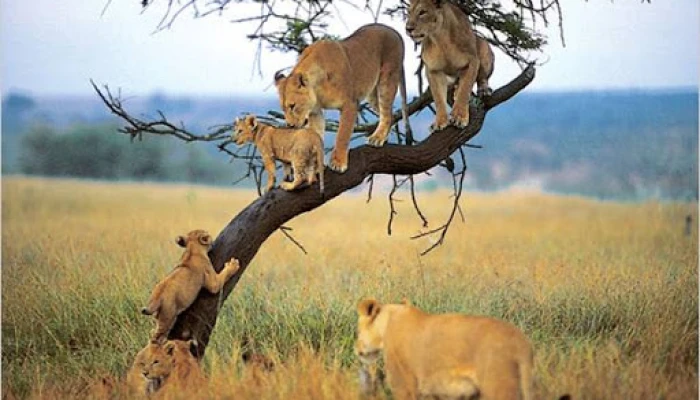  A Northern Tanzania Cultural & Wildlife Journey with a Conservation Focus. - Image 3