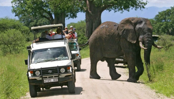 Budget Lodge & Camping Safari Through Tarangire, Serengeti, Ngorongoro & Lake Manyara. - Image 1