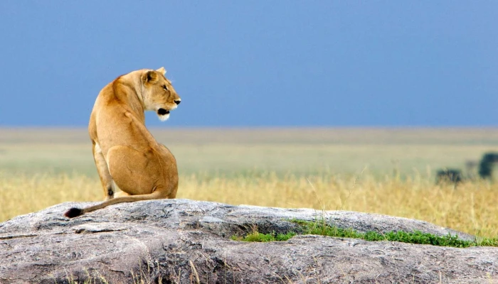 Budget Lodge & Camping Safari Through Tarangire, Serengeti, Ngorongoro & Lake Manyara. - Image 3