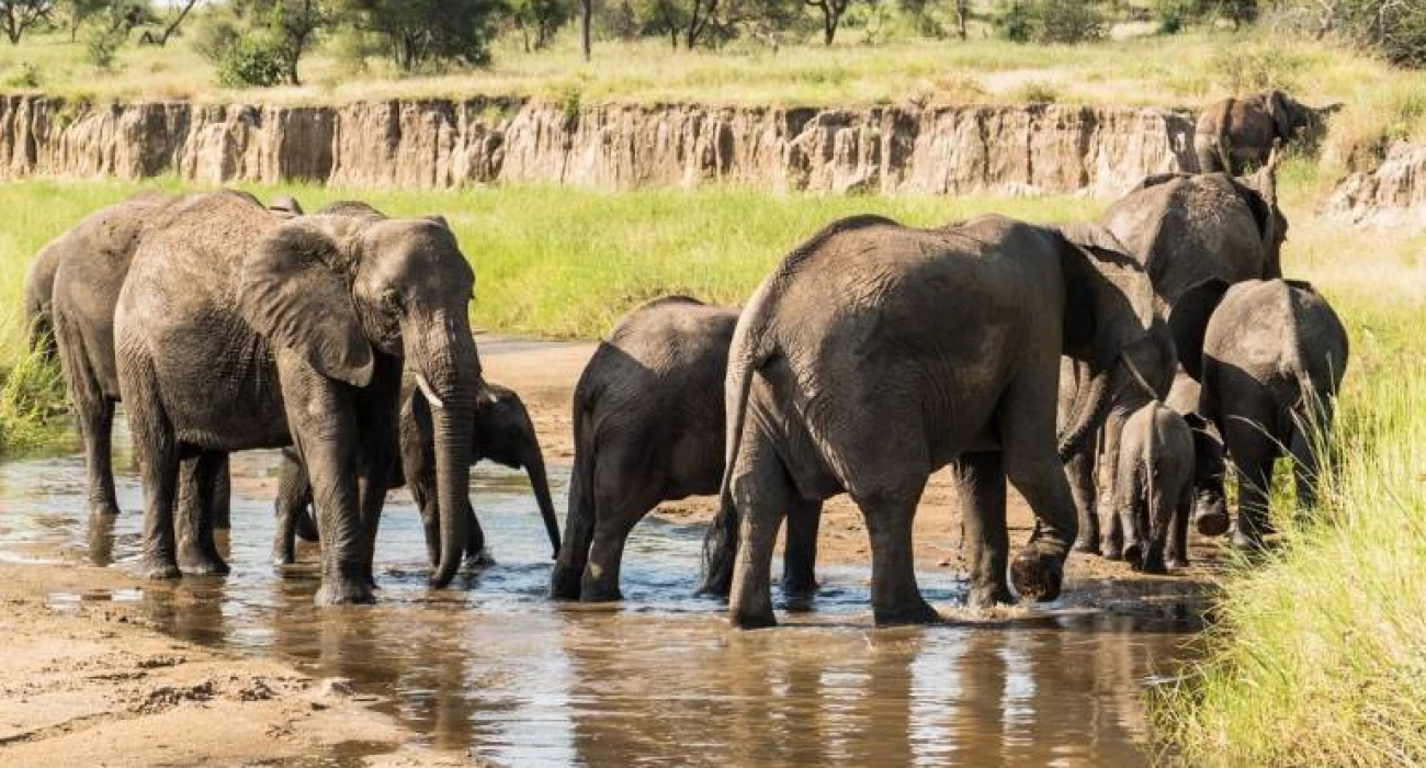 Tarangire and Lake Manyara Wildlife Getaway Safari. - Image 1