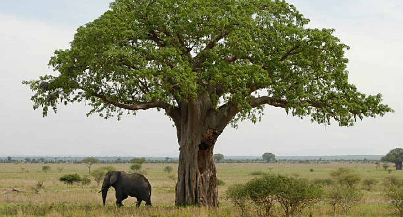 Tarangire and Lake Manyara Wildlife Getaway Safari. - Image 4