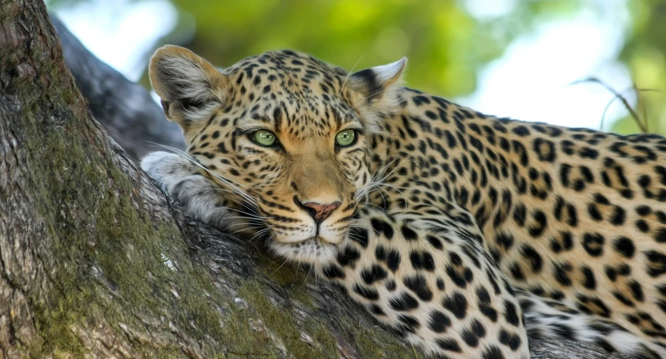 Giant of the Wild in Tarangire National Park