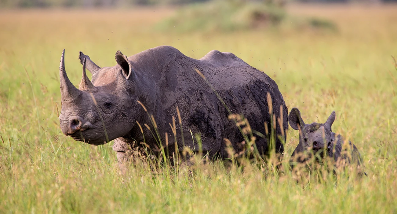 Tarangire Wildlife.