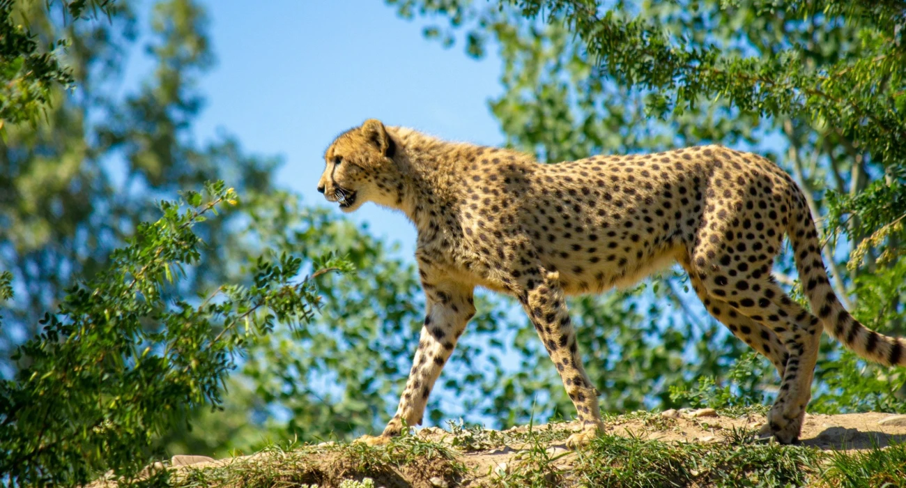 Luxury Kenya & Tanzania Parks Adventure Circle Experiences. - Image 3