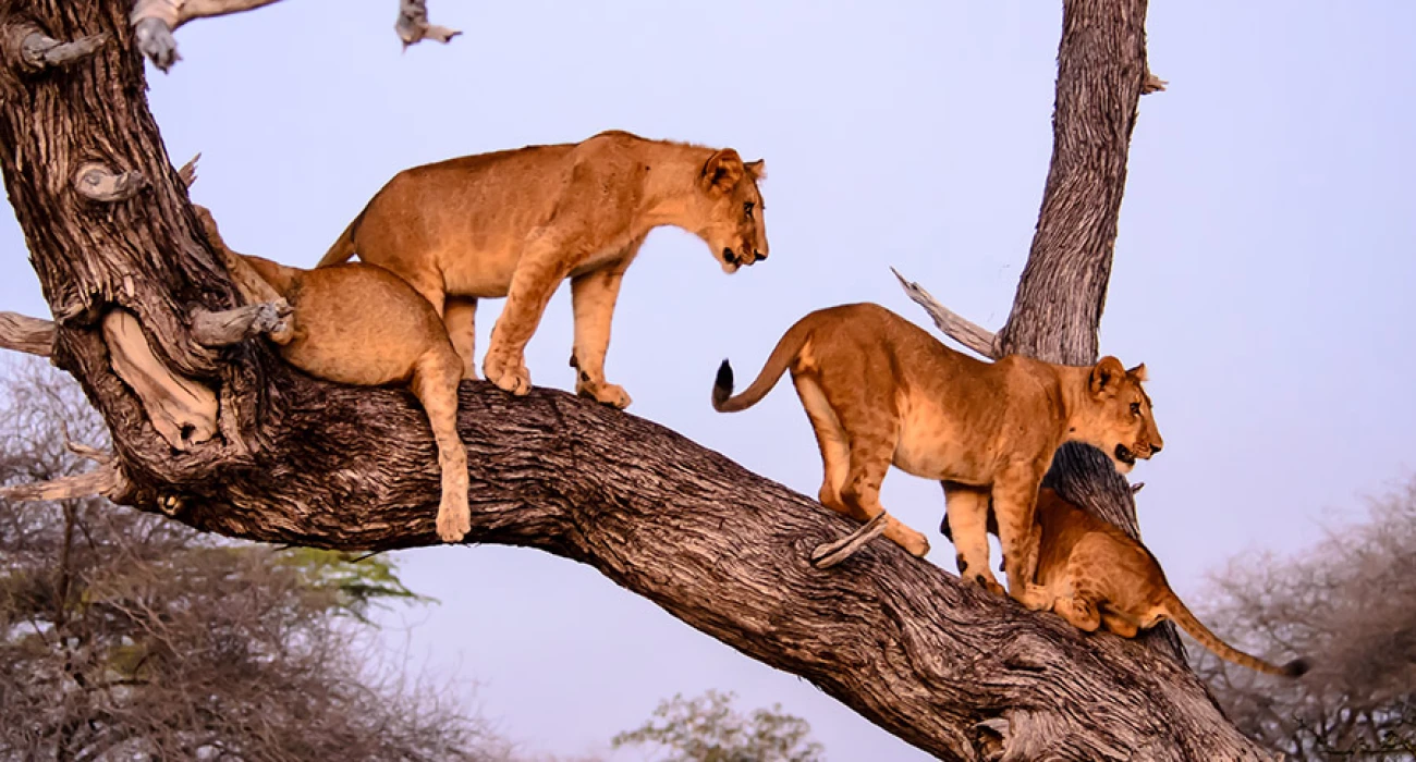 Northern Tanzania Safari  From Crater to Flamingo Lakes.  - Image 3