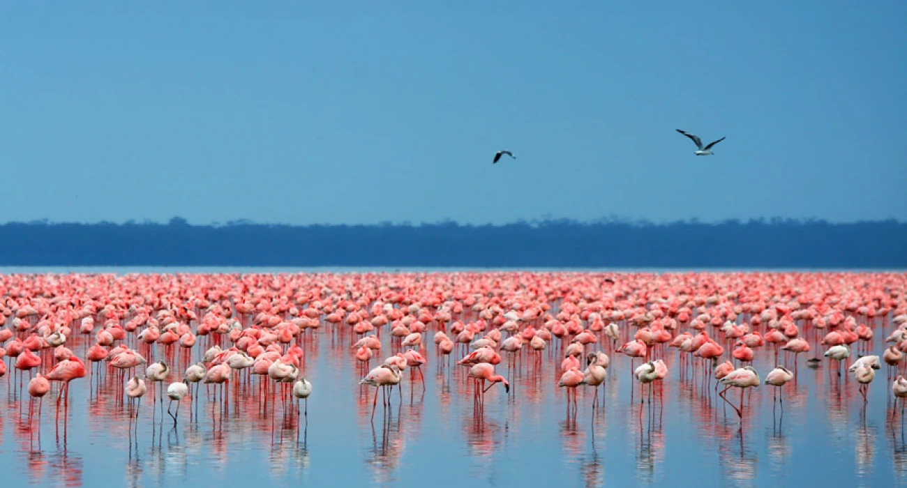 Northern Tanzania Safari  From Crater to Flamingo Lakes.  - Image 4