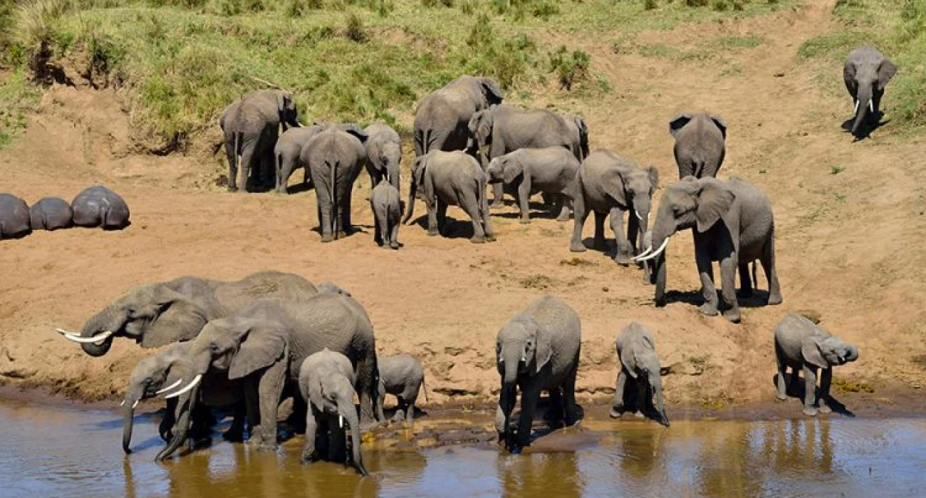 Manyara Ranch Conservancy