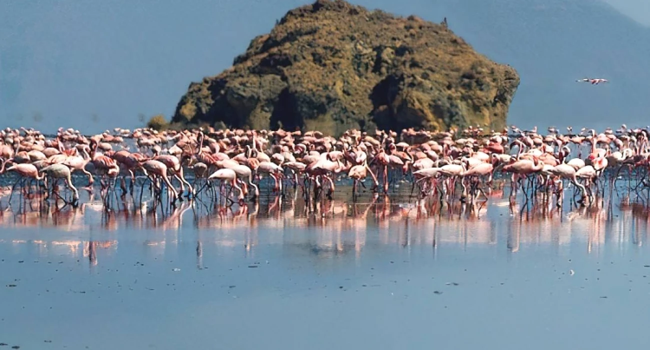 An Immersive Birding and Walking Safari Experience. - Image 1
