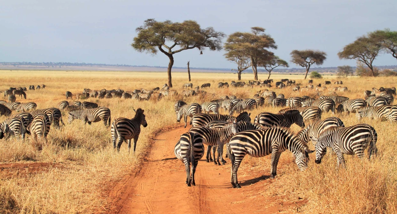 An Immersive Birding and Walking Safari Experience. - Image 3