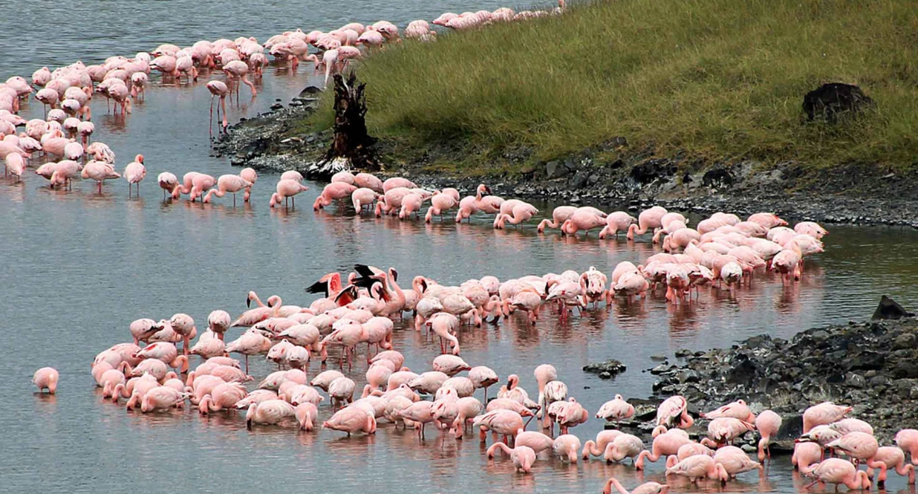 Lake Natron the Flamingos Paradise