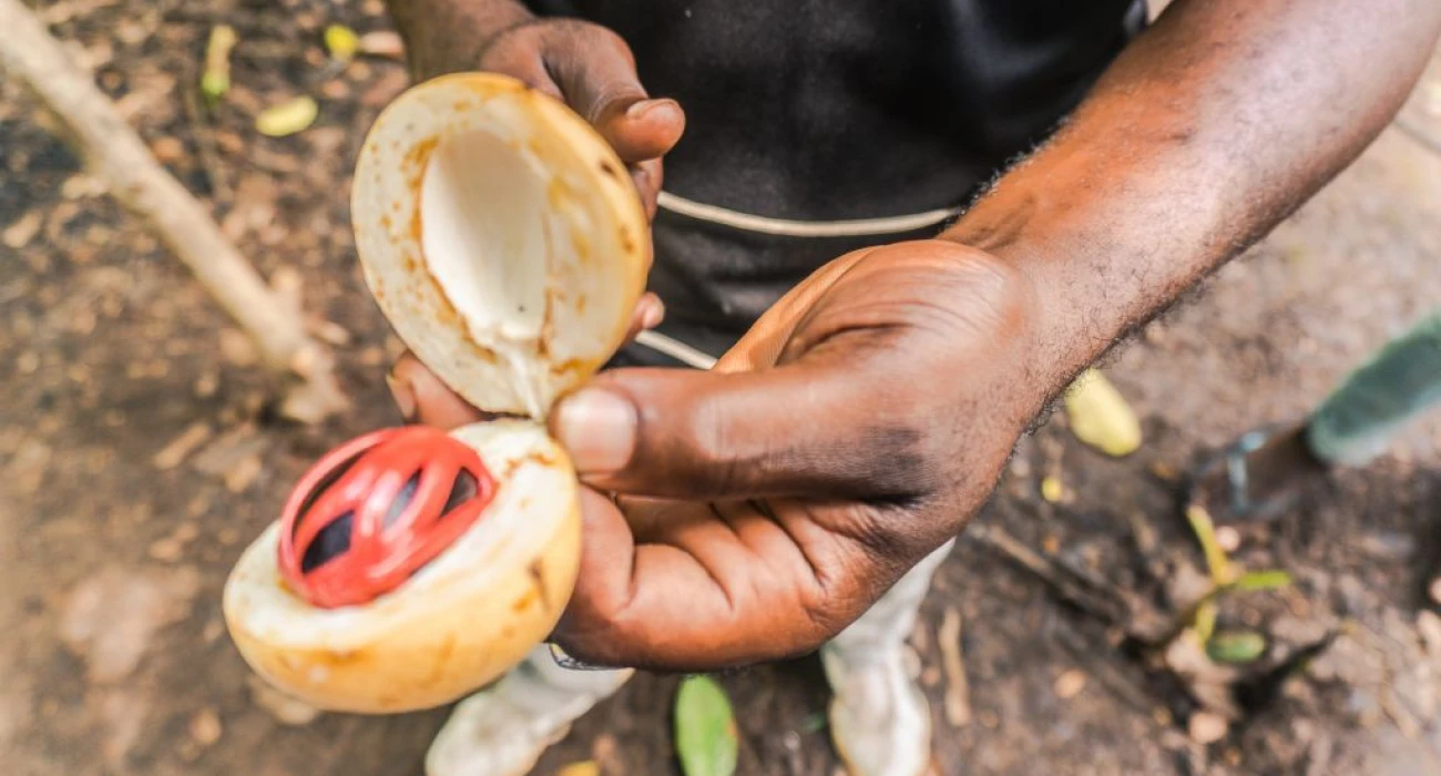 From Savannah to Sea, A Tarangire Safari and Zanzibar Islands Escape. - Image 1