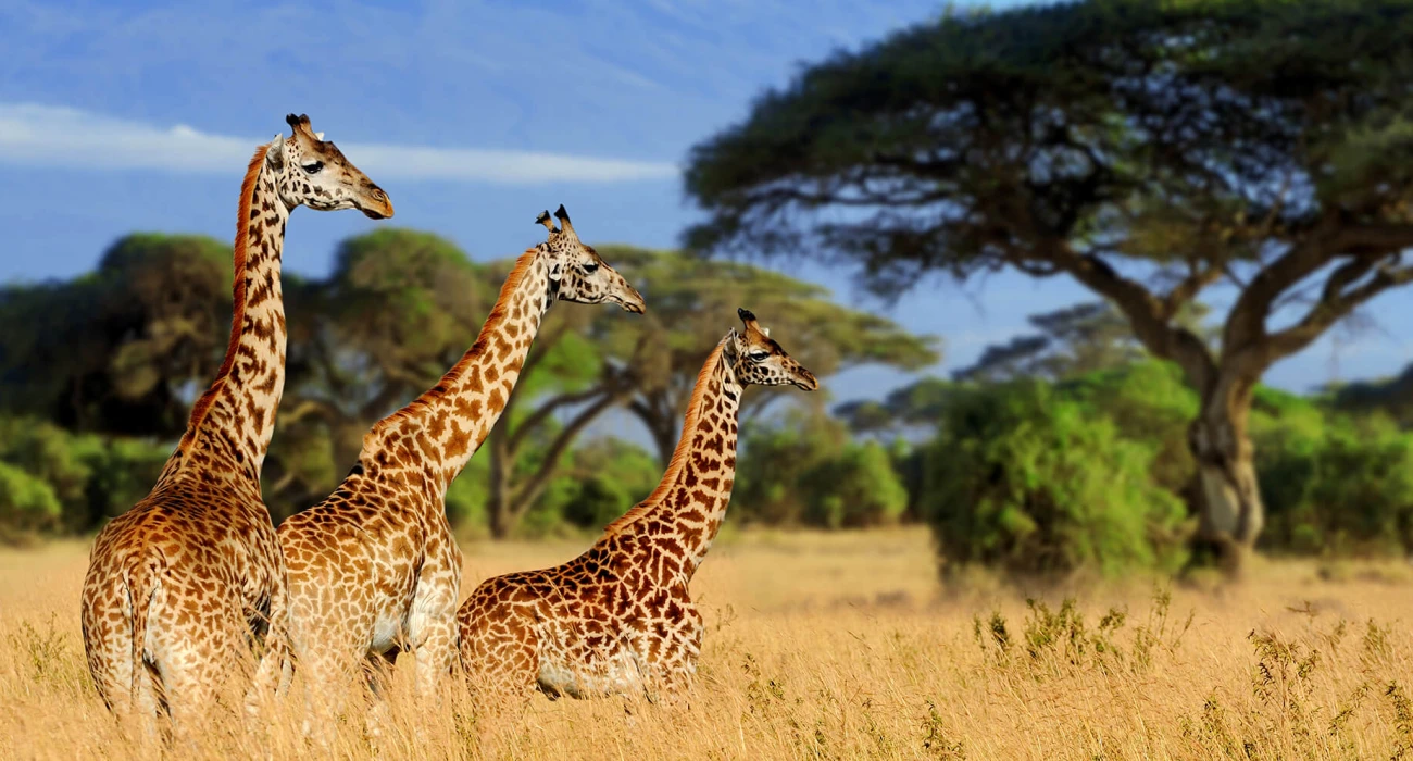 A Journey Through Tanzania’s Wild North and Zanzibar Shores. - Image 3