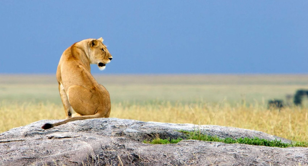 Tarangire Wildlife.