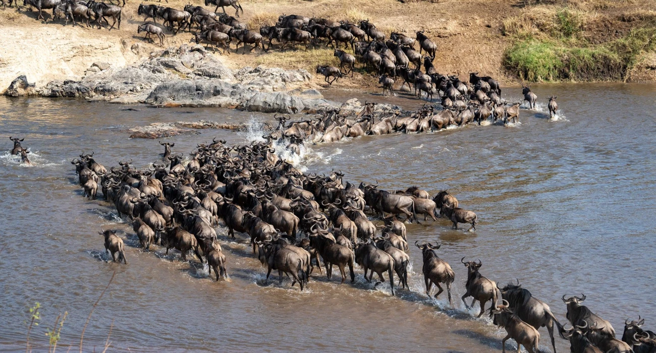Love On The Wild, An Affordable Safari Escape.  - Image 3