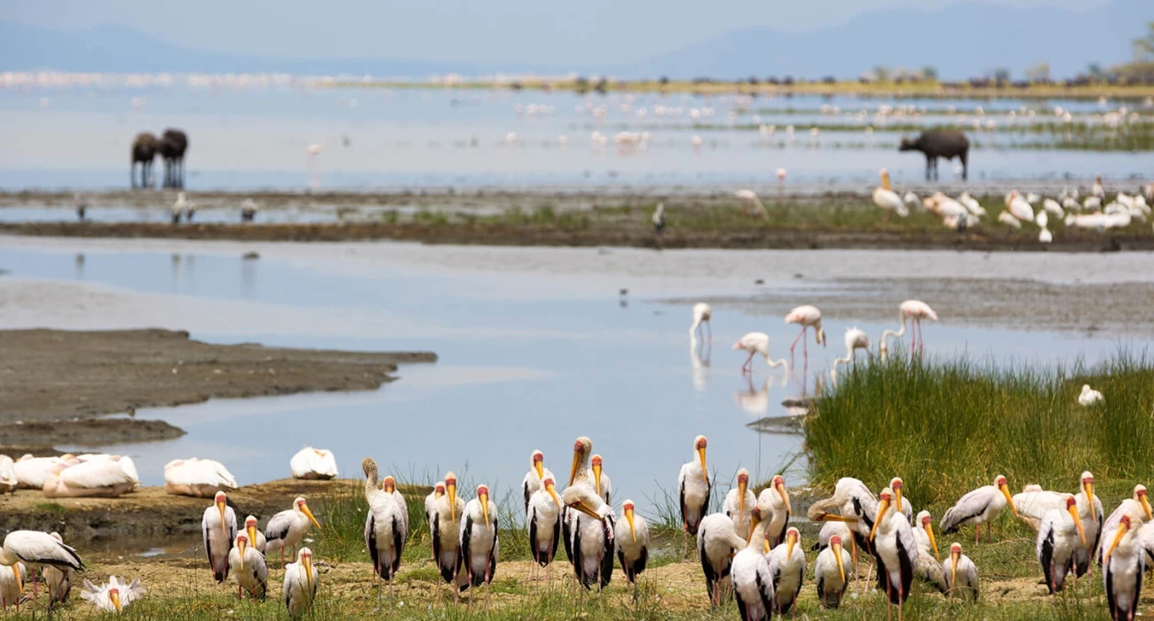 Love On The Wild, An Affordable Safari Escape.  - Image 4