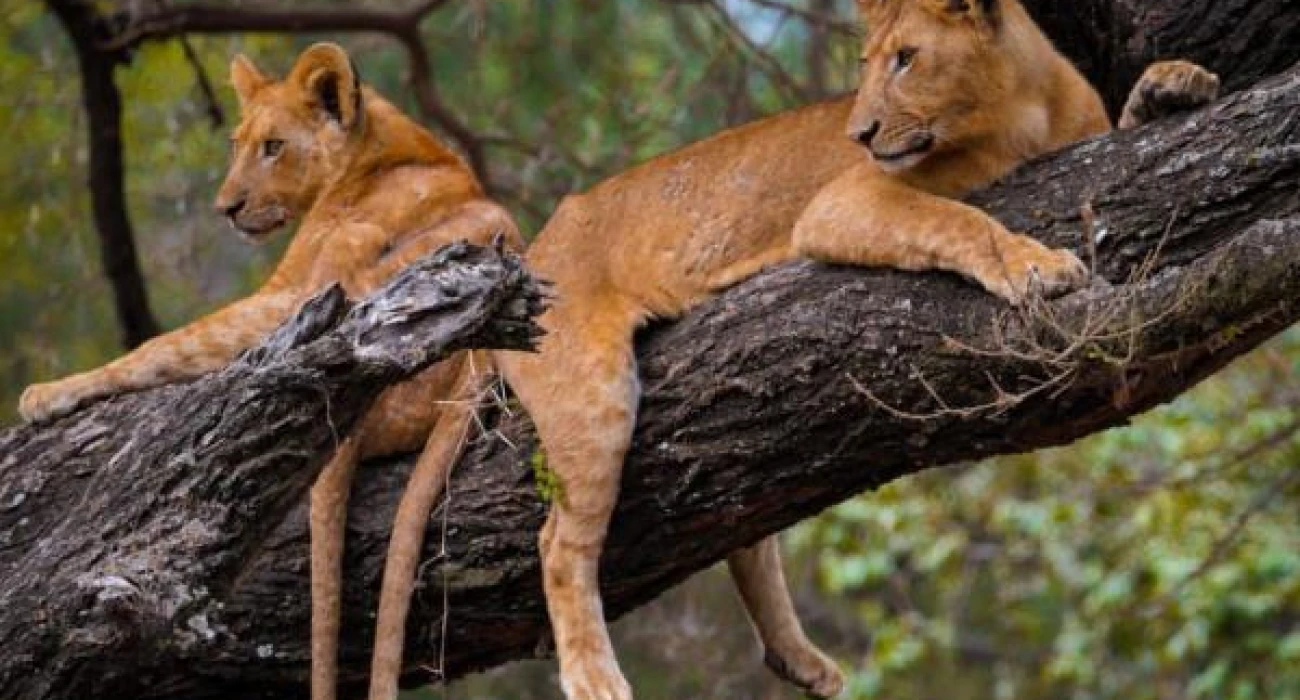 Love On The Wild, An Affordable Safari Escape.  - Image 1
