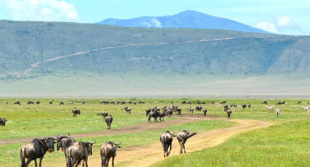 Classic Camping Safari Adventure across Tarangire, Serengeti, Ngorongoro & Lake Manyara. - Image 4