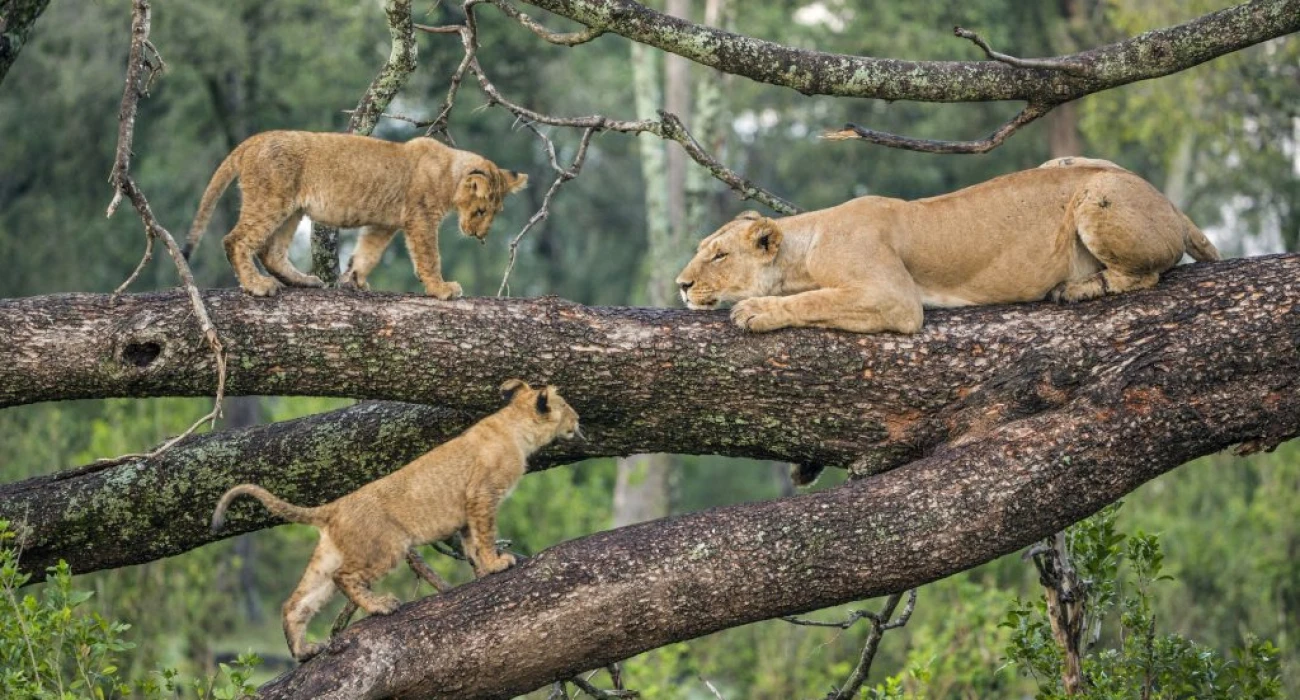 Classic Camping Safari Adventure across Tarangire, Serengeti, Ngorongoro & Lake Manyara. - Image 3