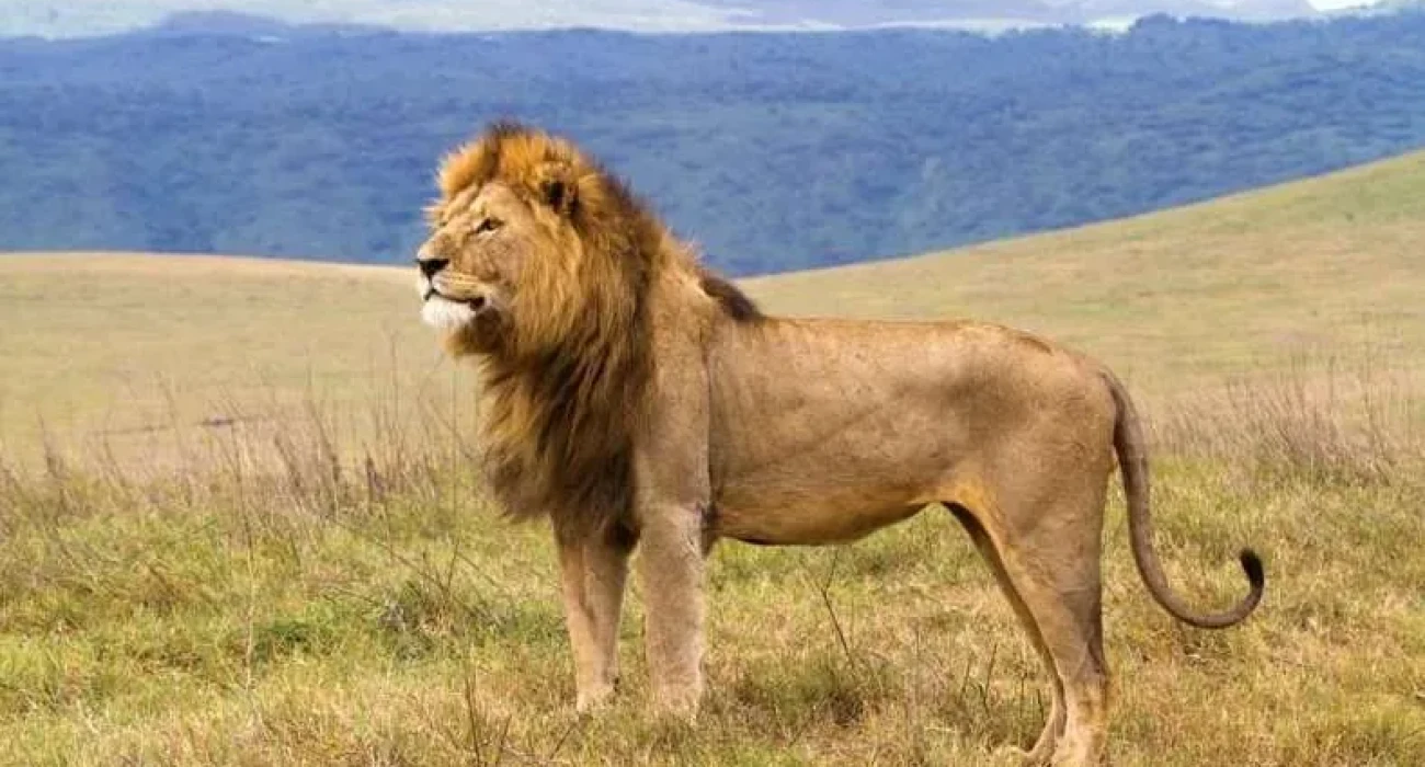 Enchanted Tanzania, Honeymoon Safari Experience. - Image 1