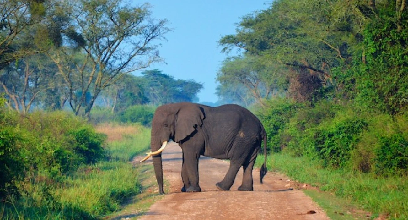 Ngorongoro Crater Wildlife