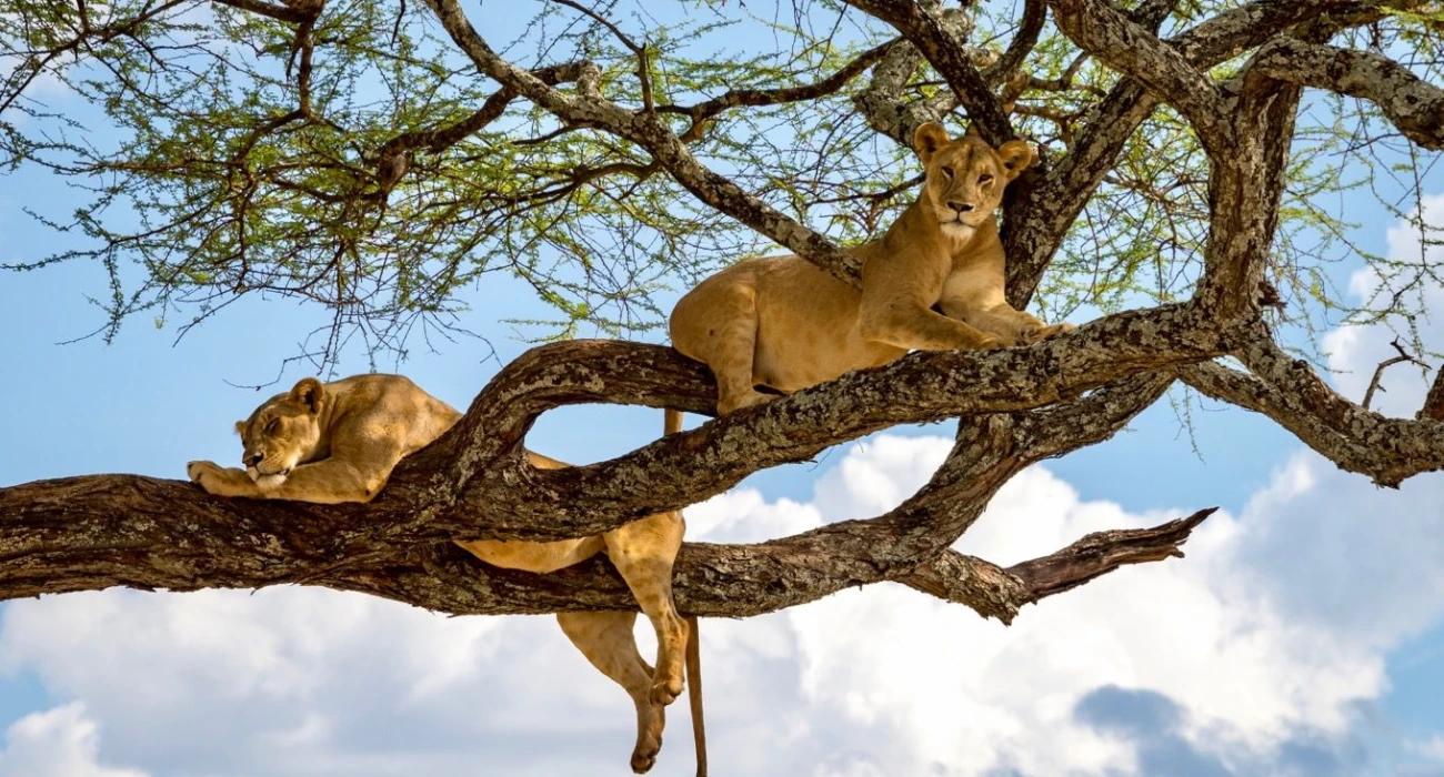 Enchanted Tanzania, Honeymoon Safari Experience. - Image 3