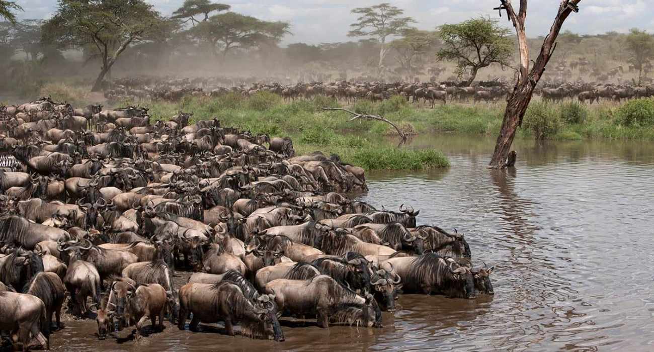 A Budget-Friendly Honeymoon Safari Adventure. - Image 4