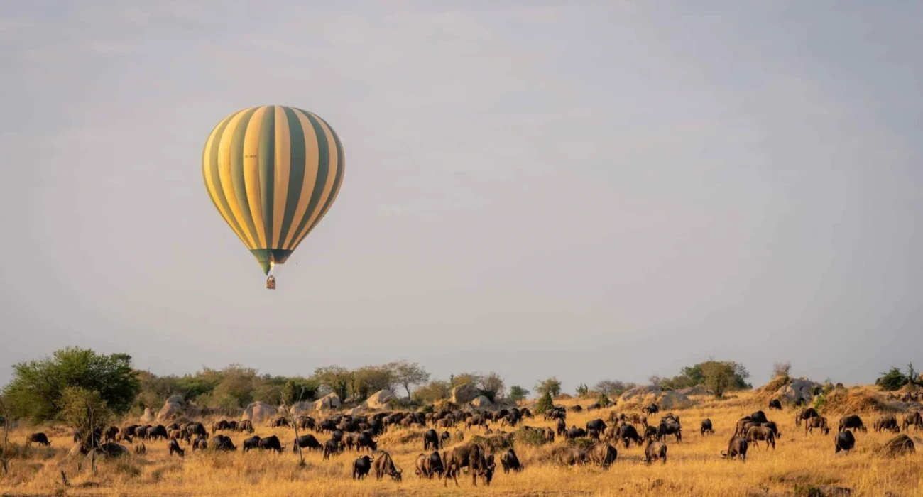 Tarangire Wildlife.