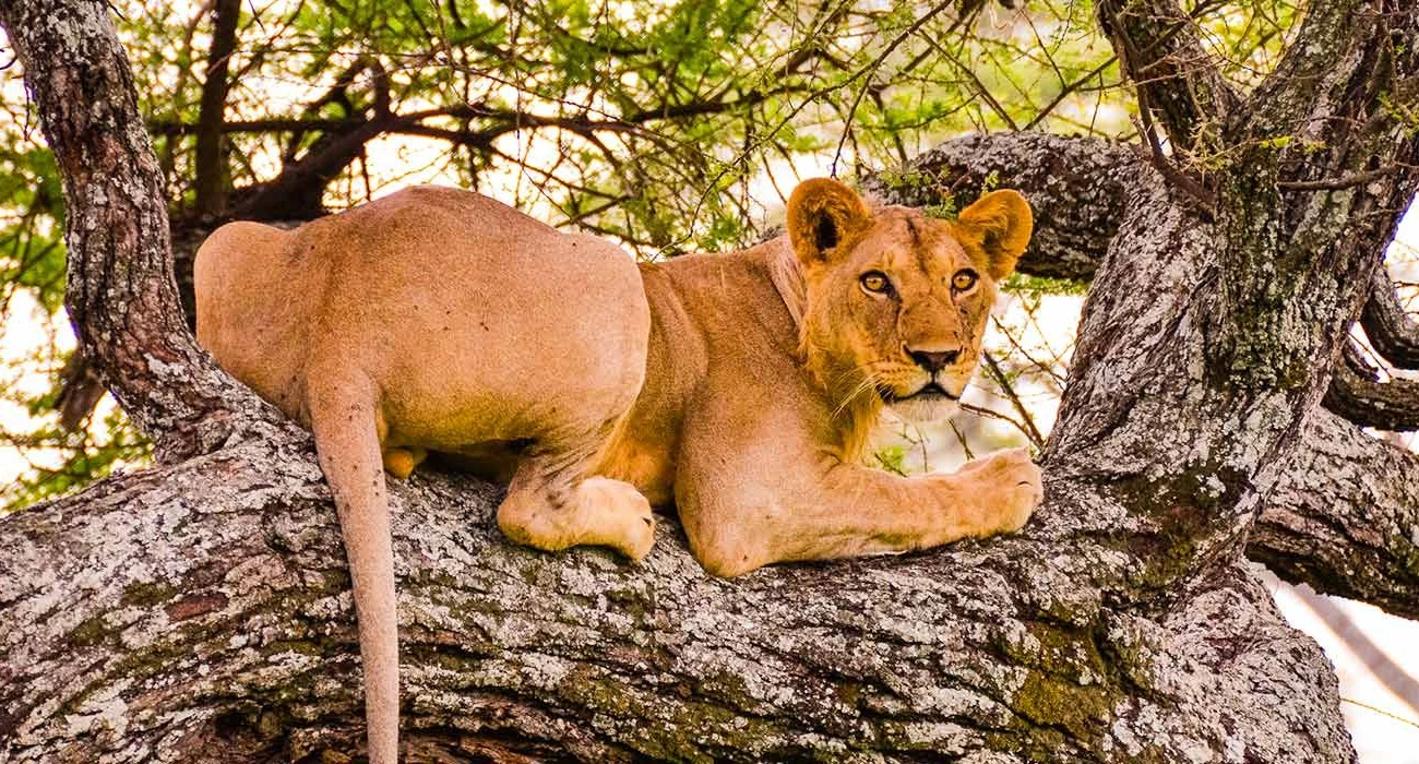 Honeymoon Safari & Serengeti Big Cats Expedition. - Image 1