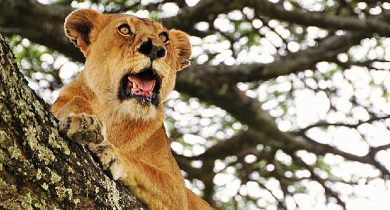 Lake Manyara Adventure – A Perfect Day in Nature. - Image 3