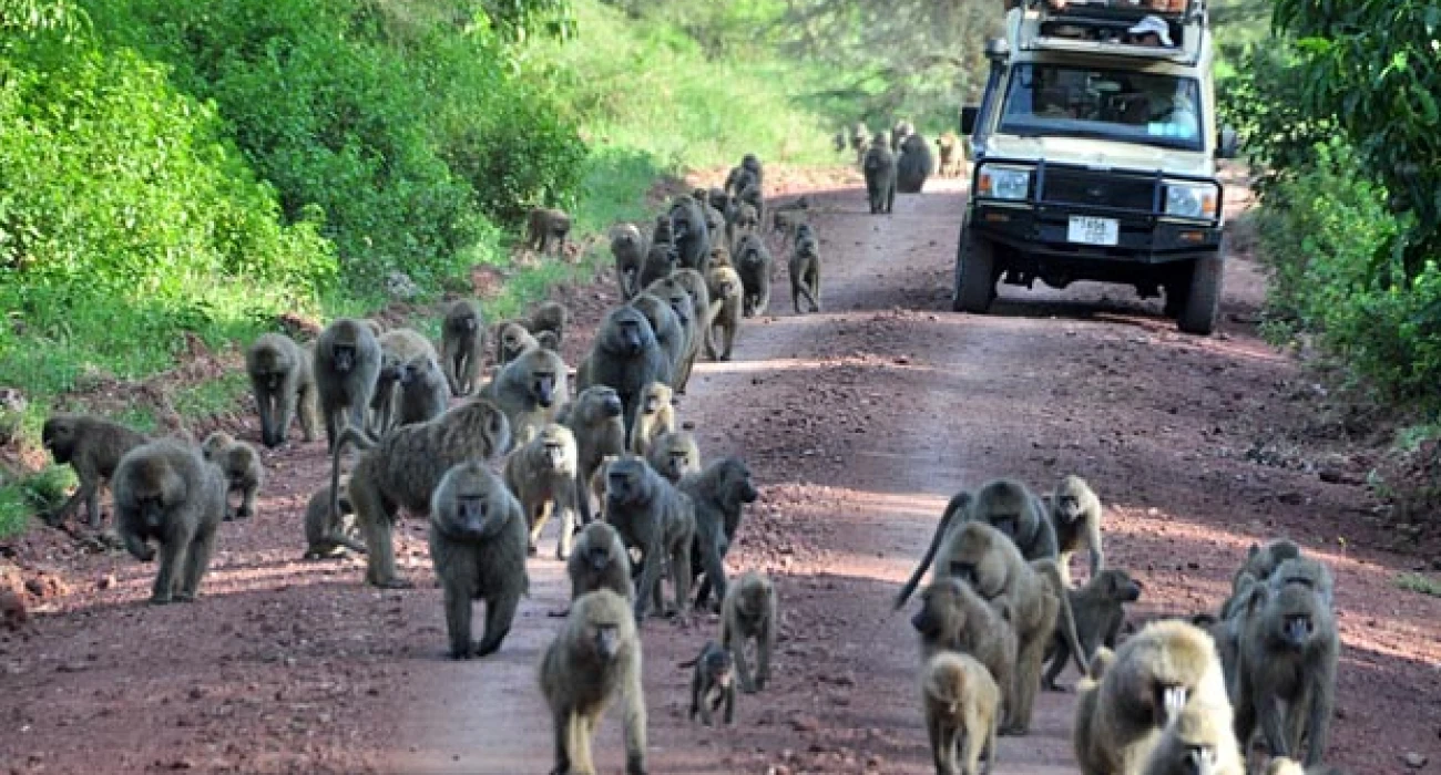 Birdlife in Lake Manyara