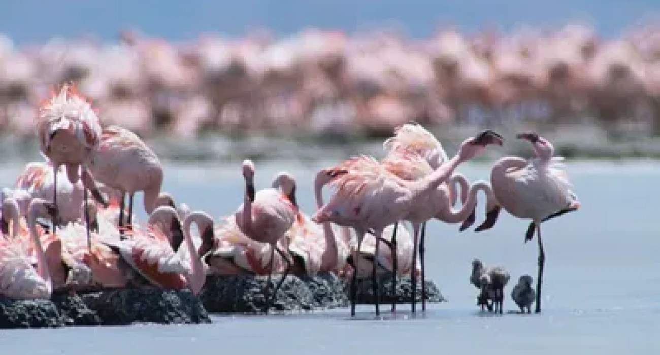 Lake Natron Day Trip – A Journey to Tanzania’s Hidden Gem. - Image 3