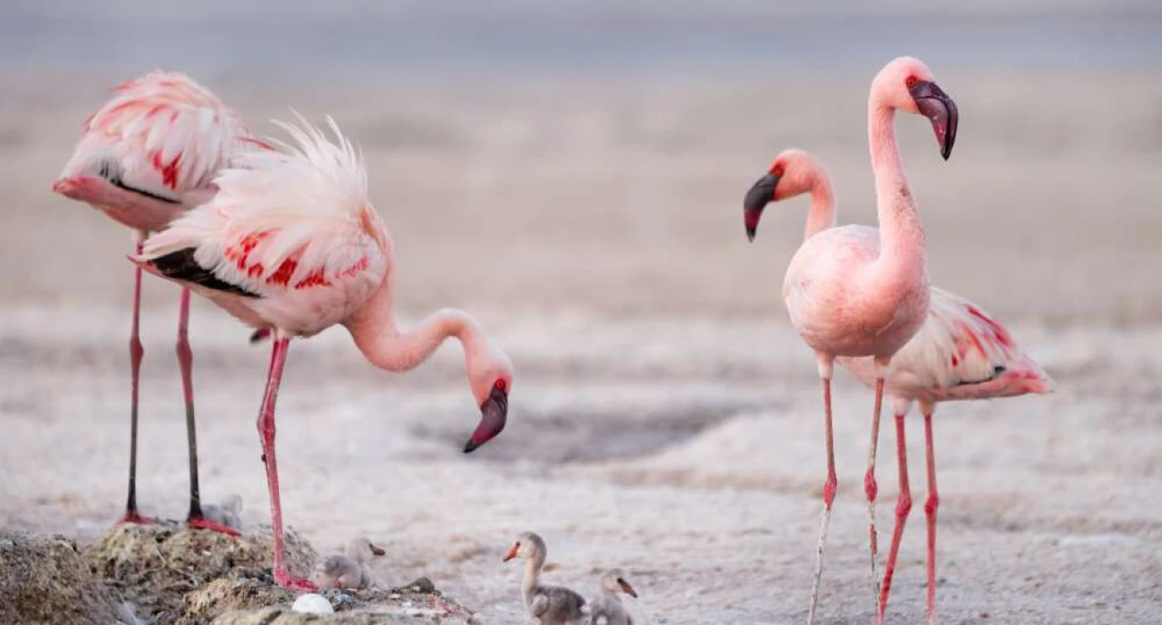 Lake Natron Day Trip – A Journey to Tanzania’s Hidden Gem. - Image 1