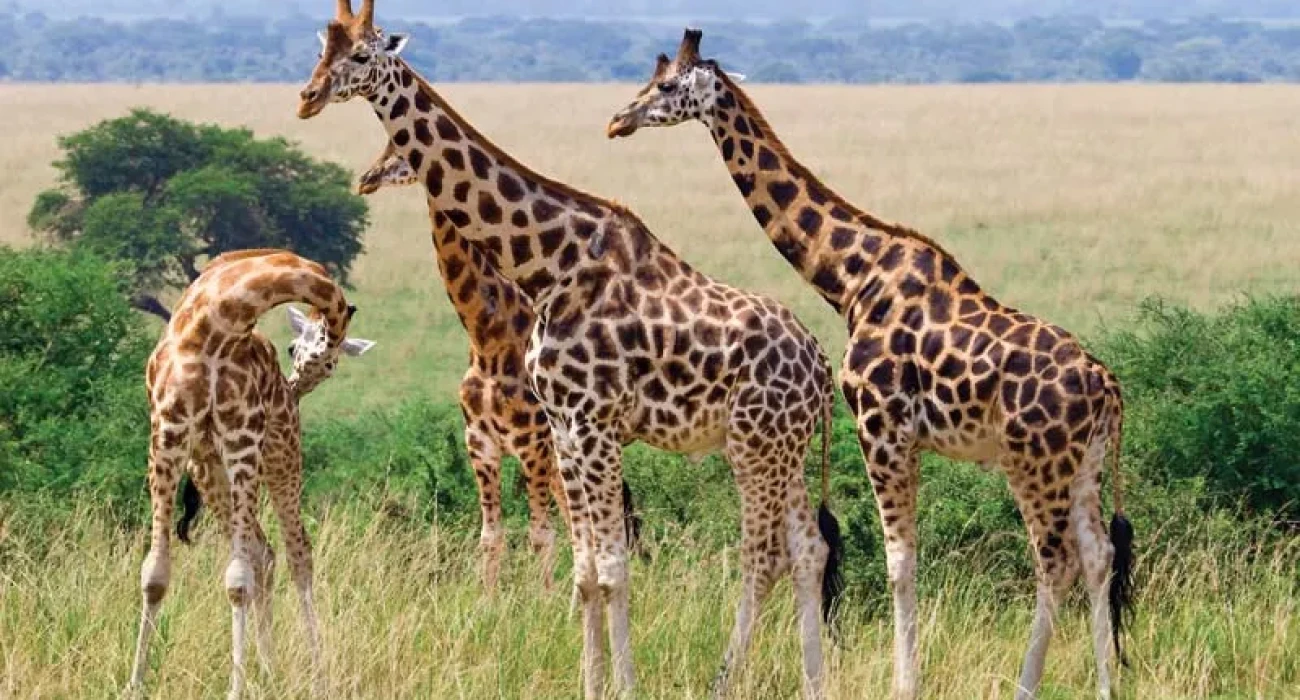 Zebras