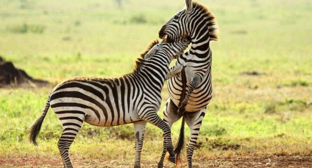 Explore Makuyuni Wildlife Park In a Day. - Image 1