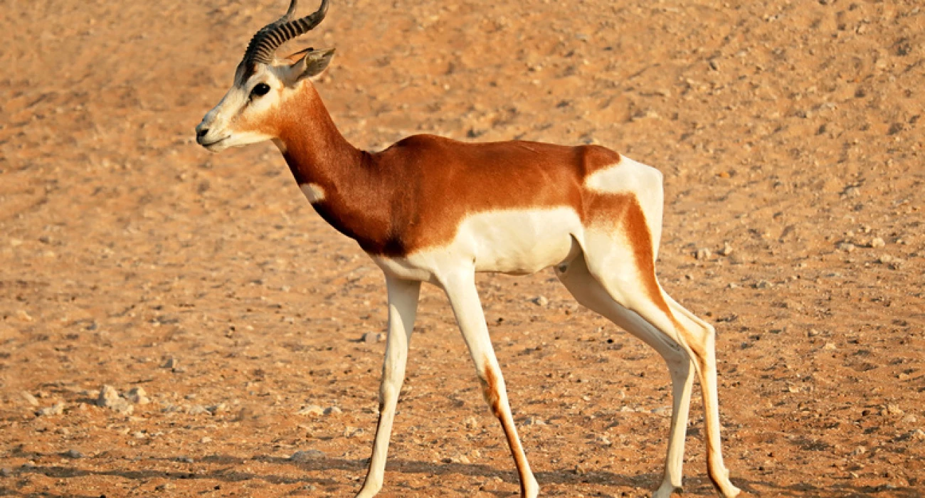 Explore Makuyuni Wildlife Park In a Day. - Image 4