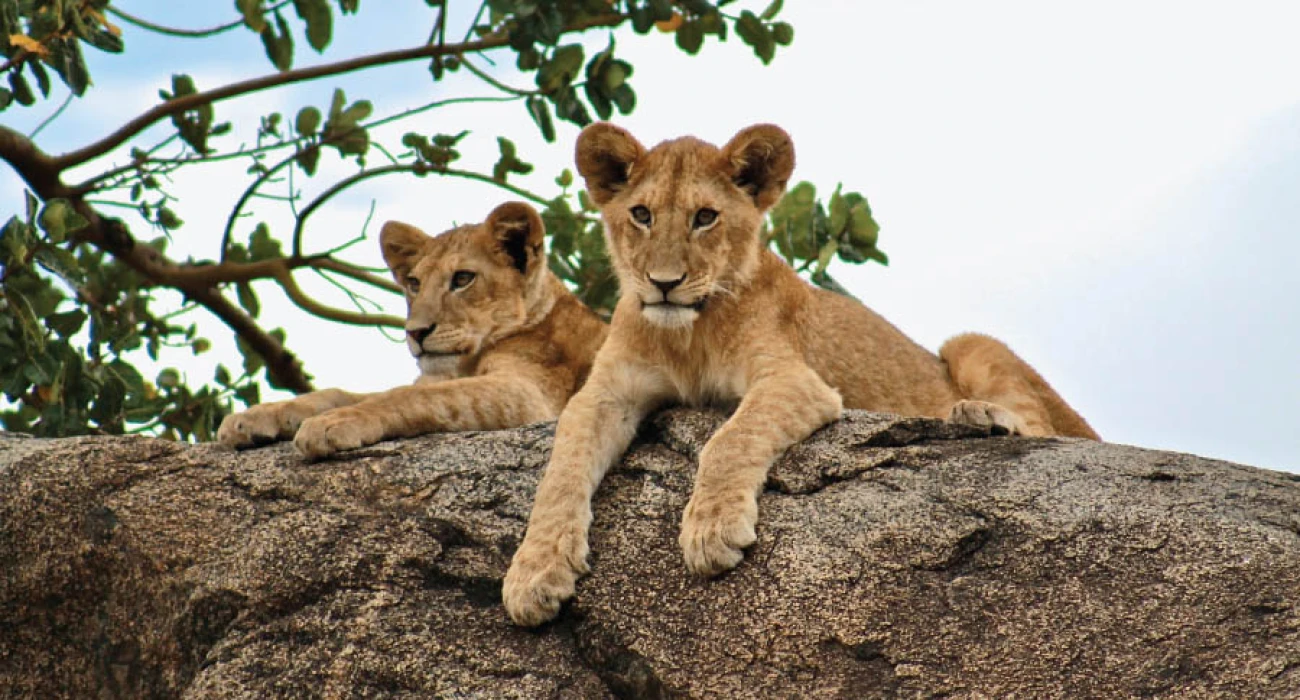 Discover Manyara Ranch Conservancy In a Day. - Image 1