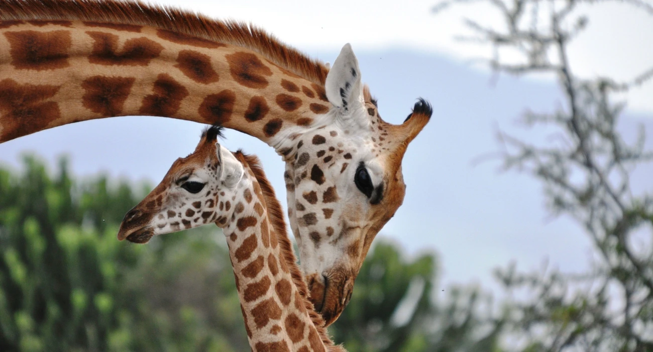 Discover Manyara Ranch Conservancy In a Day. - Image 3