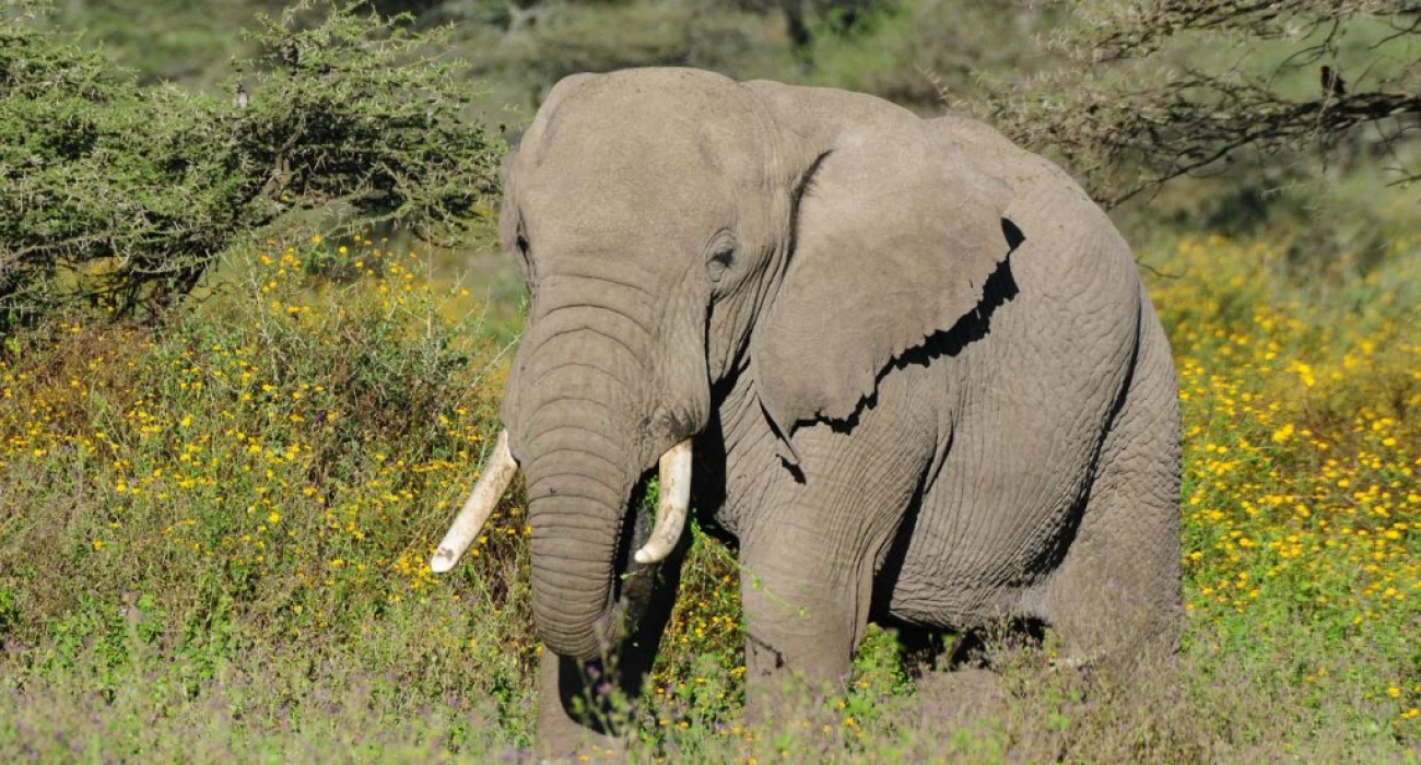 Discover Manyara Ranch Conservancy In a Day. - Image 4
