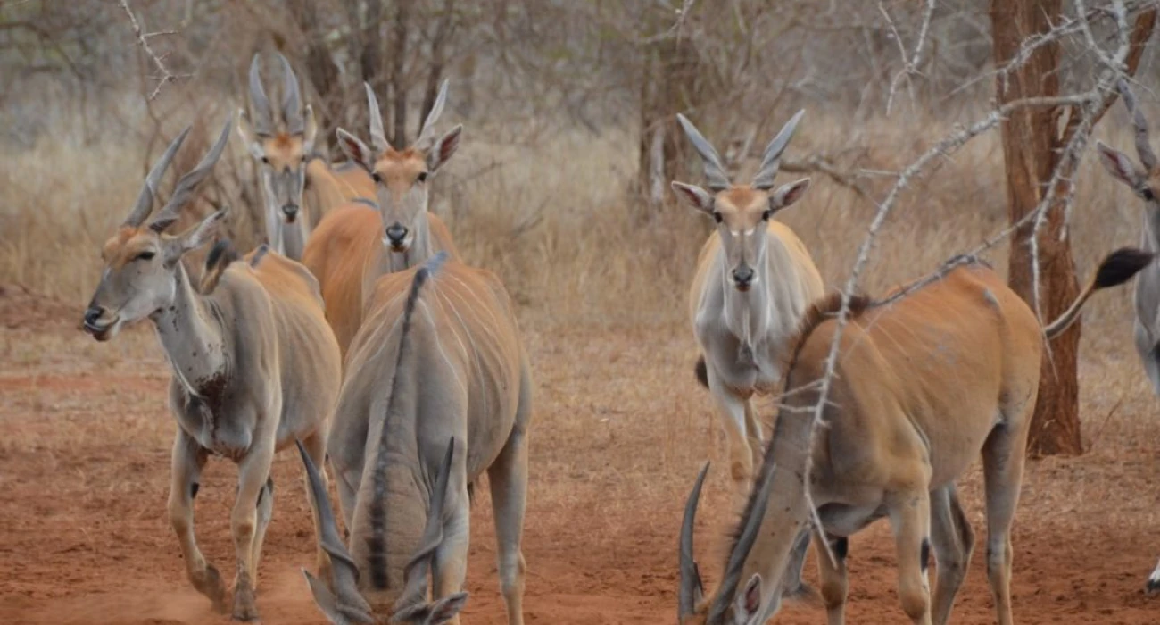 Rhinos in Mkomazi National Park