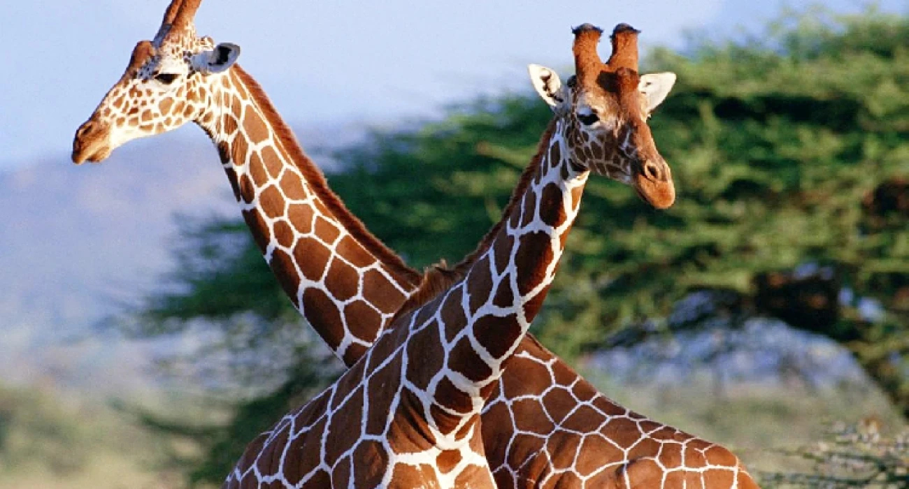 Escape to Mkomazi in A Day Trip.  - Image 4