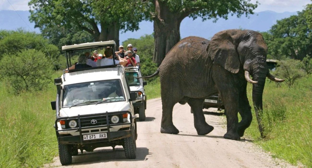 Tarangire Wildlife.