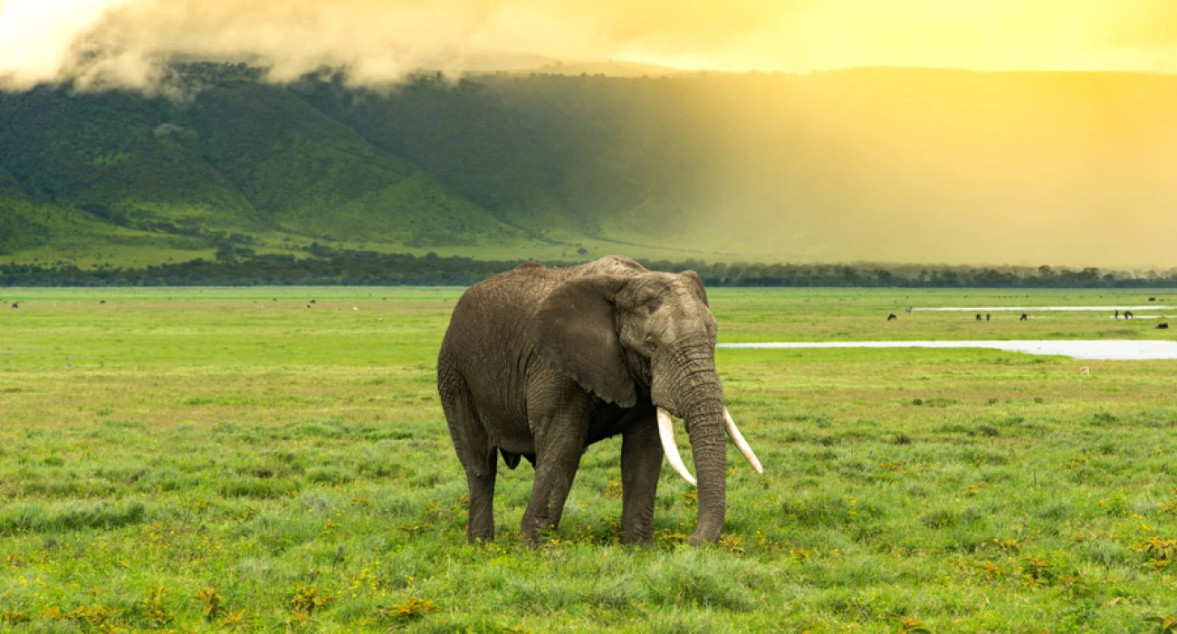 Discover the Magic of West Kilimanjaro In A Day Trip. - Image 1